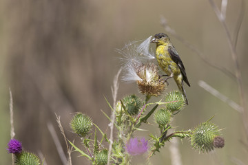 Lesser goldfinch foraging in a field of flowers on a hot summer day in Santa Cruz California.