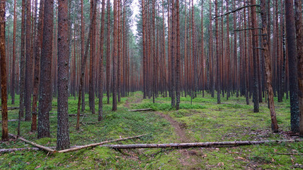 Fototapeta premium Pine forest picturesque view. Summer nature landscape. Russia