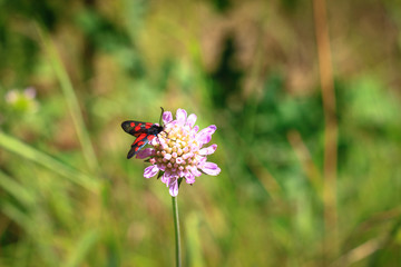 pastel tones on a brown background purple flower with insect’s butterfly bow grass and moths