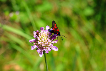 pastel tones on a brown background purple flower with insect’s butterfly bow grass and moths