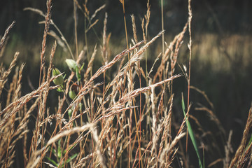 autumn withered grass in a field sun-stained brown strollers