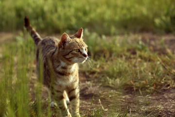 Cute tabby cat in green field on sunny day. space for text