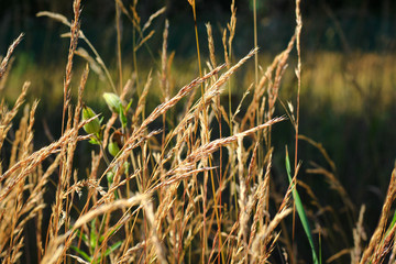 autumn withered grass in a field sun-stained brown strollers