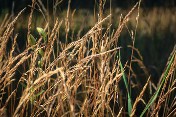 Fototapeta premium autumn withered grass in a field sun-stained brown strollers