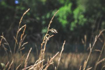 autumn withered grass in a field sun-stained brown strollers