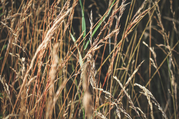 Fototapeta premium autumn withered grass in a field sun-stained brown strollers