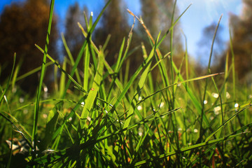 bright green grass backlit by the rays of the sun against a blue sky and autumn forest