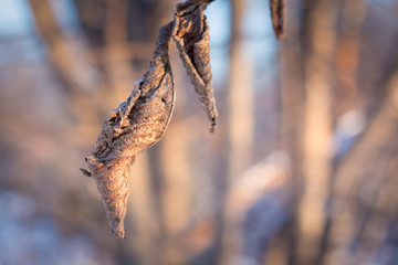 twisted dried autumn leaf in late winter on a background of blurred forest