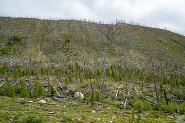 Burned trees in the Salmon Challis National Forest of Idaho due to a forest fire
