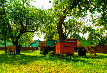 Hives in an apiary with bees flying to the landing boards. Apiculture