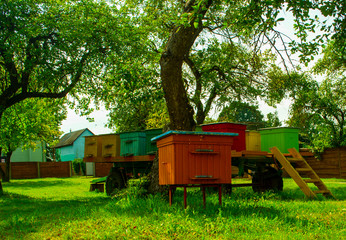 Hives in an apiary with bees flying to the landing boards. Apiculture
