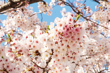 満開の桜