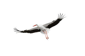 flying stork isolated on white - obrazy, fototapety, plakaty