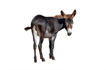 female black donkey isolated on white