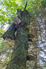 Fototapeta premium Bracket fungus on a broken tree trunk