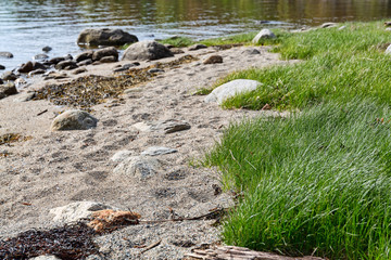 Grassy shoreline on the coast of Maine