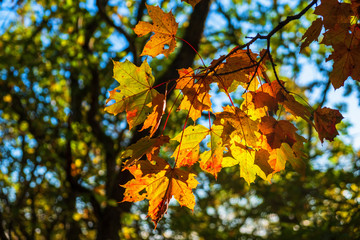 Maple leafs with sun shining through the leafs