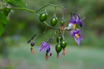 Bittersweet with purple flowers and unripe green poisonous berries