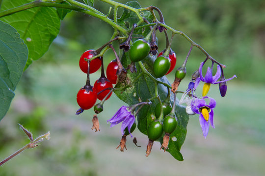 Bittersweet with purple flowers, ripe red and unripe green poisonous berries