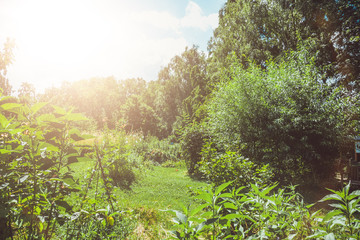 green park with lens flare on the sidegreen park with lens flare on the side