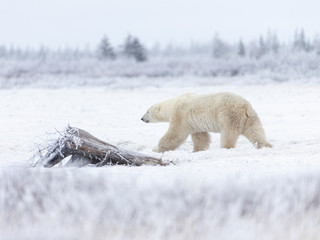 Polar bear in Hudson Bay area of Canada	