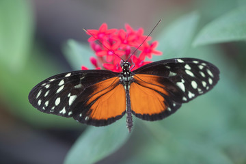 Beautiful butterfly in butterfly garden