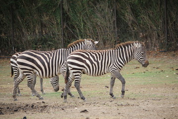 Fototapeta na wymiar zebres en troupeau