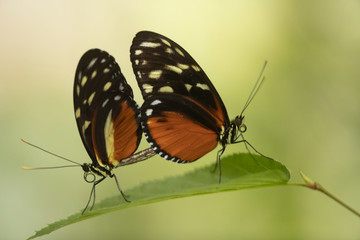 Fototapeta na wymiar Beautiful butterfly in butterfly garden