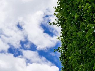 Tree with sky background