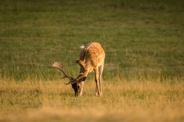 European Fallow Deer (Dama dama) Majestic powerful adult Fallow Deer. © Martin