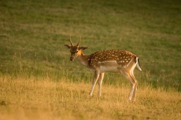 European Fallow Deer (Dama dama) Majestic powerful adult Fallow Deer. © Martin
