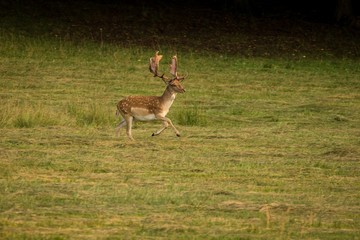 European Fallow Deer (Dama dama) Majestic powerful adult Fallow Deer.