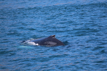 Fototapeta premium Buckel des Buckelwals