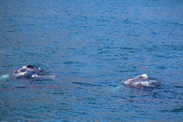 Obraz premium Mutter und Kind Wal