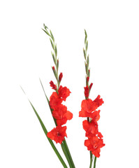 Beautiful red gladiolus flowers on white background