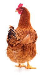 Brown hen isolated.