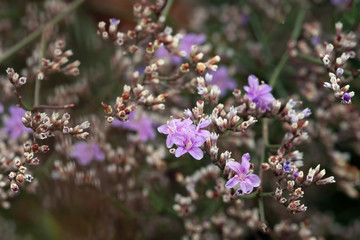 Summer natural macro floral background of perennial Limonium pectin. Field purple flower.