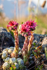 Joubarbe flower, a typical plant in the french Alps, Ecrins National Park, France