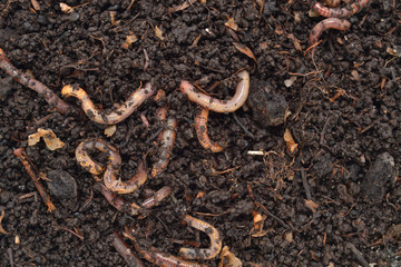 Earthworms in the excellent fertilizer produced by their digestion.