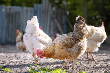 Hens in a free range farm eat grass. Chickens walking in the farm yard. Fauna agriculture village.