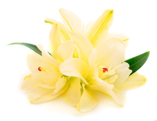 Obraz premium Three white lily.