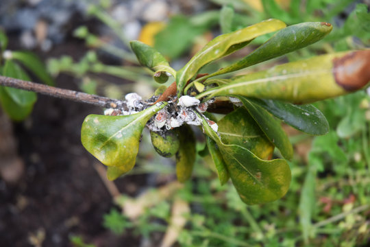 Cochenilles colonisant une plante