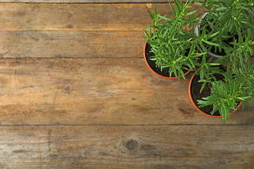 Potted green rosemary bushes on wooden background, flat lay. Space for text