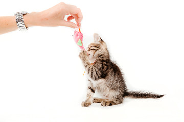 Cut baby tabby kitten playing on white background. Cat isolated on white.