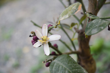 Fleurs, boutons floraux, feuilles de citronnier