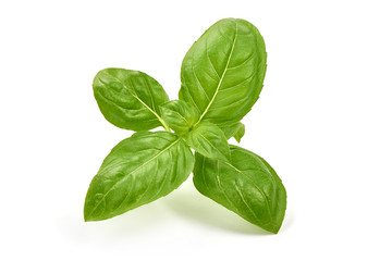 Sweet basil herb leaves, isolated on white background