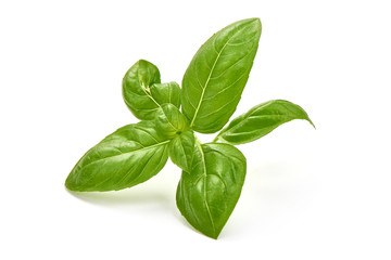 Sweet basil herb leaves, isolated on white background