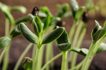 Little green seedlings growing in soil, closeup view