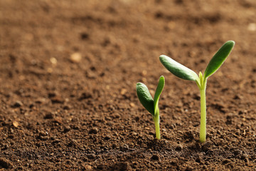 Little green seedlings growing in soil, closeup view. Space for text