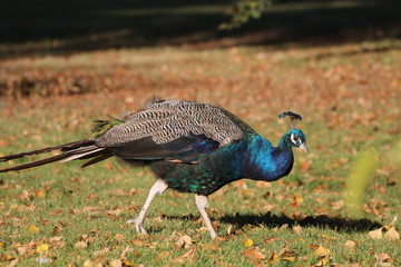 Obraz premium Parc de Bagatelle, graceful peacock 